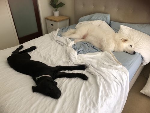 Customer photo review of Aussie Beef Tendons