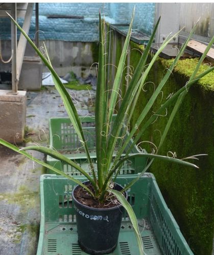 Customer photo review of Yucca carnerosana / 40-50 cm