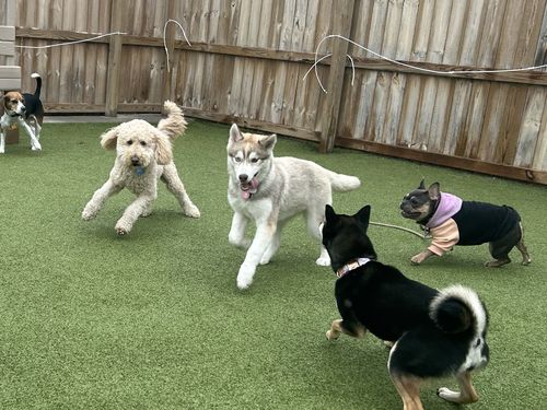 Customer photo review of Pink