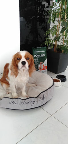 Customer photo review of Croquettes de volaille riches en ingrédients frais (chiot)