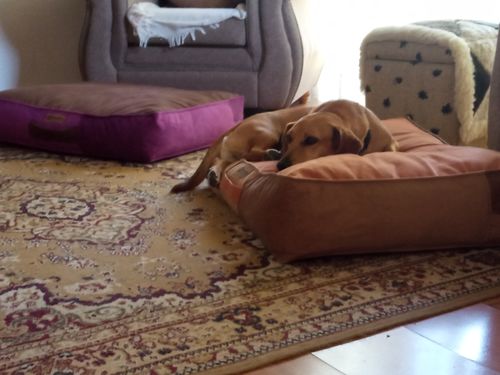 Customer photo review of Cama para perro modelo origen Kuapets naranjo viejo - café