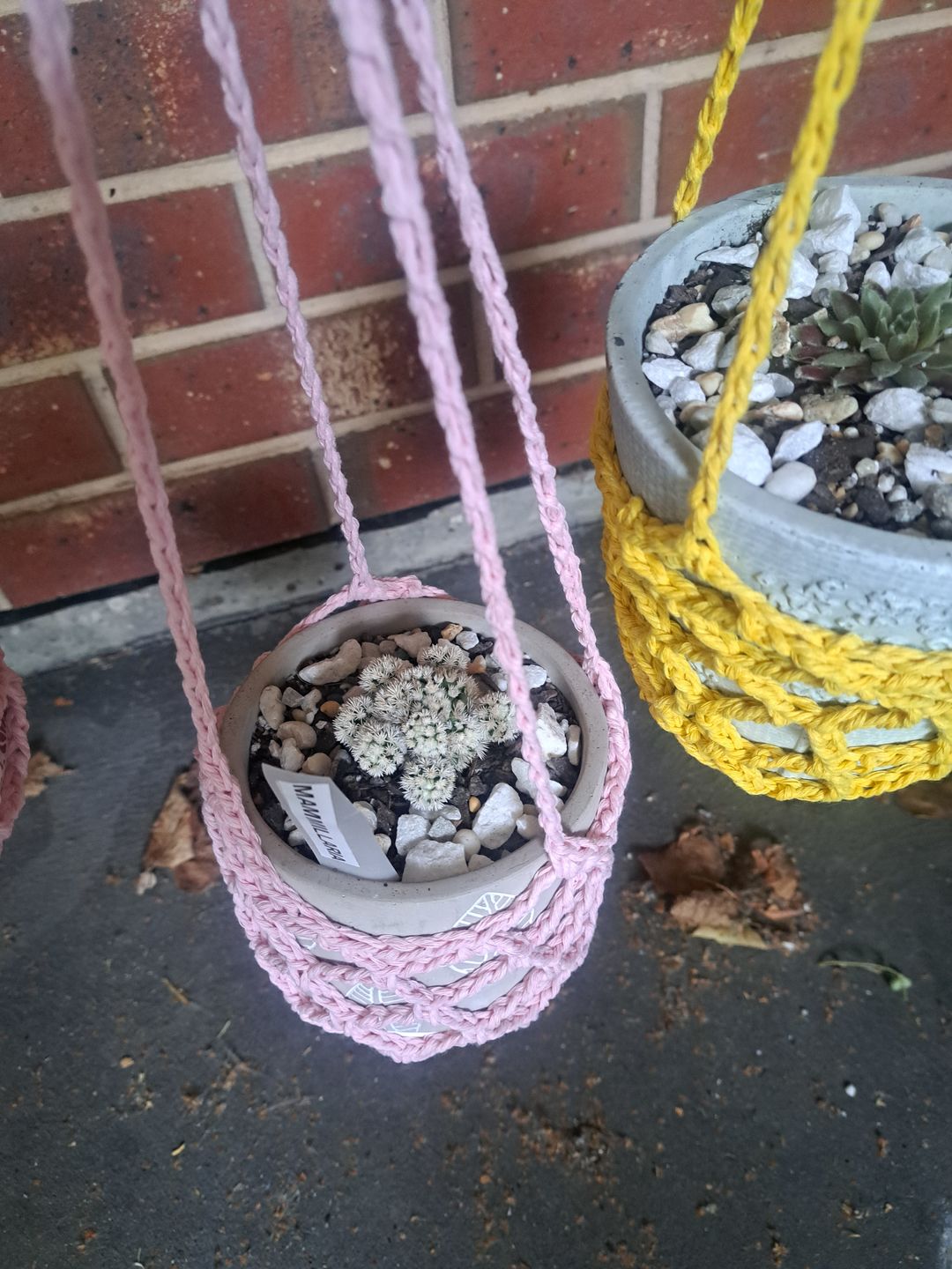Customer photo review of Mammillaria Vetula ssp Gracilis 'Arizona Snowcap'