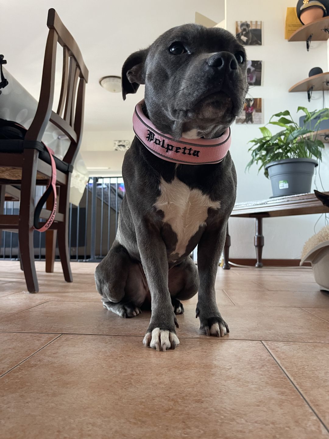 Customer photo review of 4cm Slip on Collar | Soft Padded & Reflective - Pink v2.0