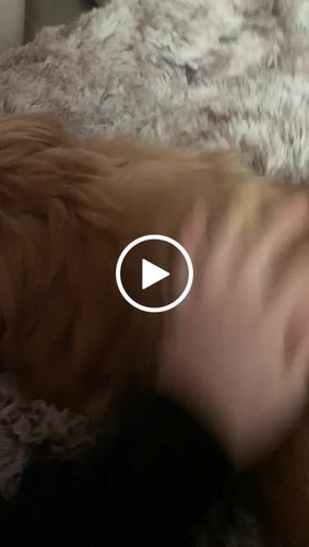 Customer video review of Hundebett - Katzenbett rund Wuscheldonut