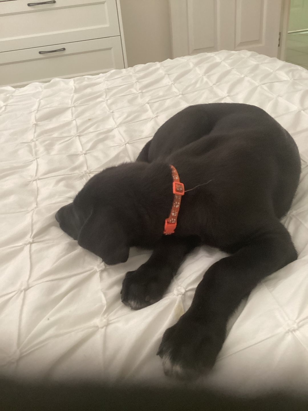 Customer photo review of Kangaroo Trainers (High value treats) - Large Dogs