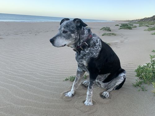 Customer photo review of Fresh Ocean Sardines