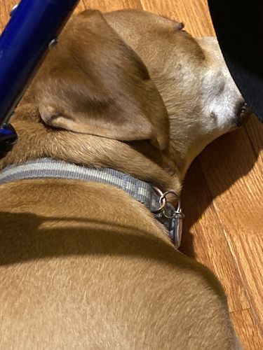 Customer photo review of Explorer