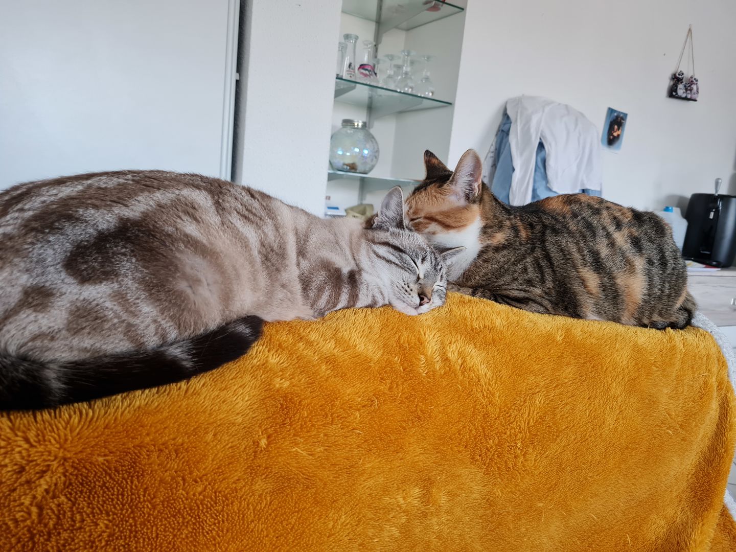 Customer photo review of Croquettes riches en poissons blancs frais (chat stérilisé)