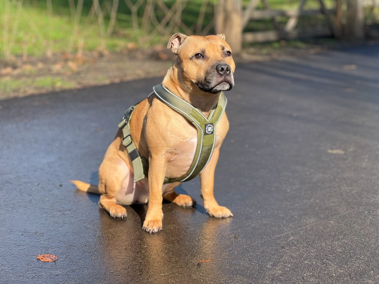 Customer photo review of RR - Slip on Padded Comfort Harness | Non Restrictive & Reflective - Khaki