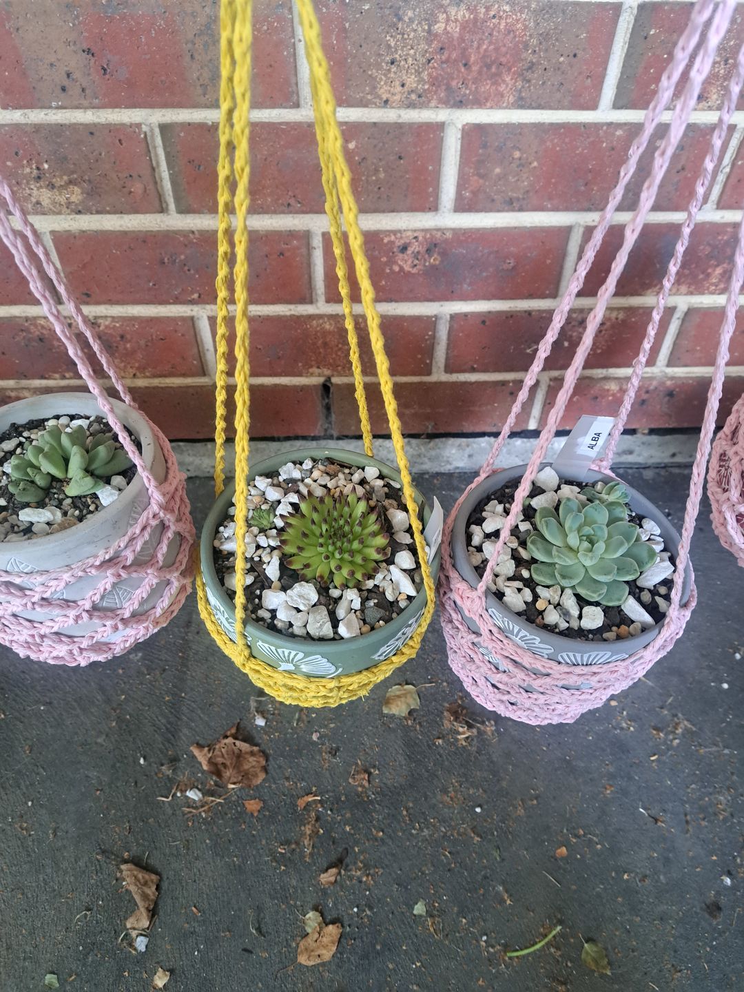 Customer photo review of Sempervivum Pittoni