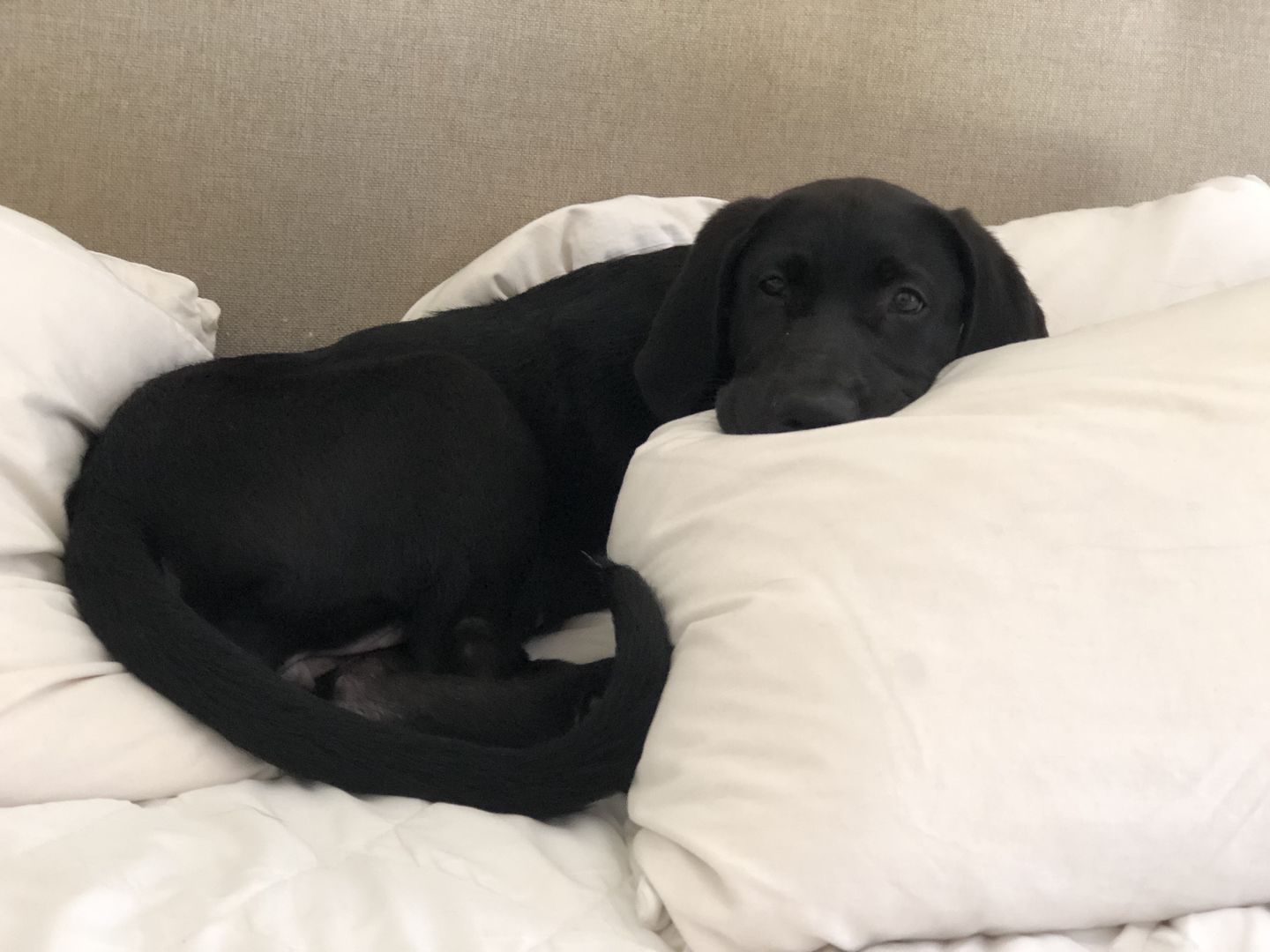 Customer photo review of Puppy Chews
