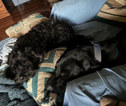 Customer photo review of Hemp Summer Bundle Exclusive: Hemp Seed Oil + Free pack of Doggie Wipes