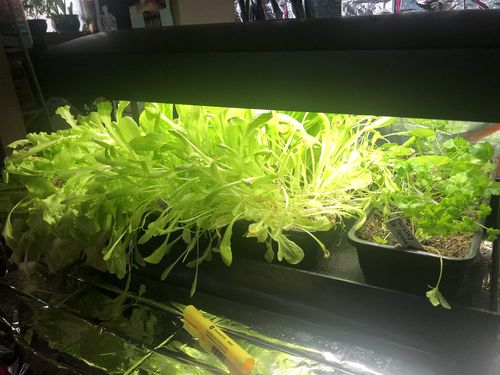 Customer photo review of PURE WORM CASTINGS