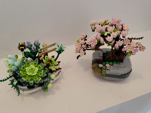 Customer photo review of Mini Sakura Succulent Pots