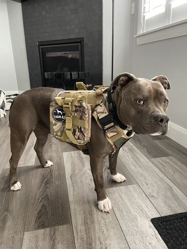 Customer photo review of Classic Heavy-Duty Tactical No-Pull Team K9™ Dog Harness With Front & Back D-Rings, Quick-Release Metal-Buckles, Hook & Loop Panels, & Top Handle