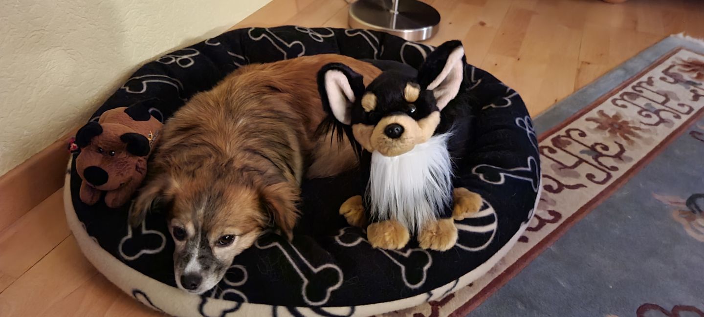 Customer photo review of Custom Pet Portrait (Framed)