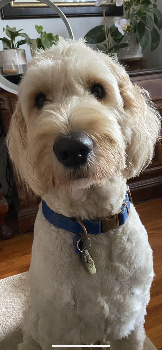 Customer photo review of Premium Aussie Beef Liver