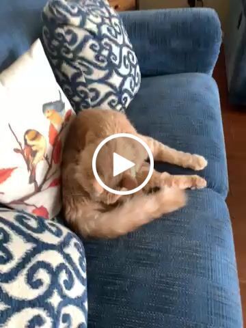 Customer video review of Cat Hyperthyroid + Weight Gain Support Supplement