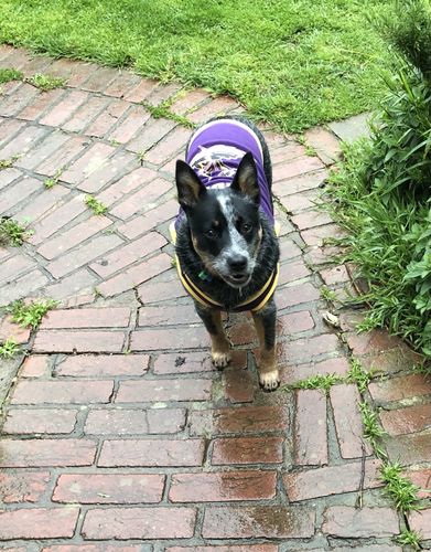 Customer photo review of Manuka Dog Balm