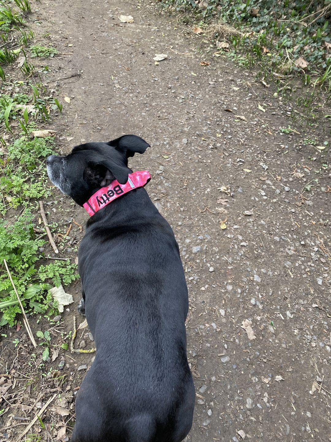 Customer photo review of 4cm Combat® Collar | With Handle & Rated Clip - Bubblegum v2.0