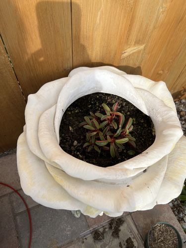 Customer photo review of Ruby Glow | Peperomia Graveolens