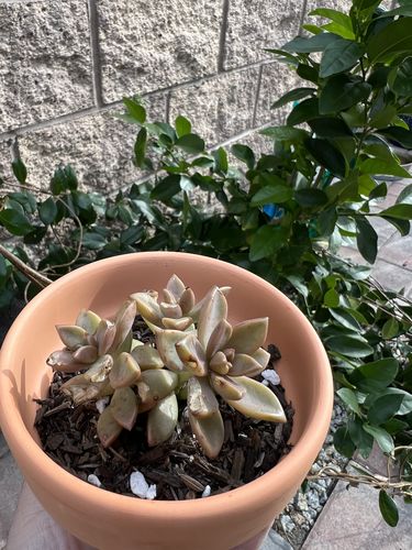 Customer photo review of Vera Higgins | Graptosedum Vera Higgins