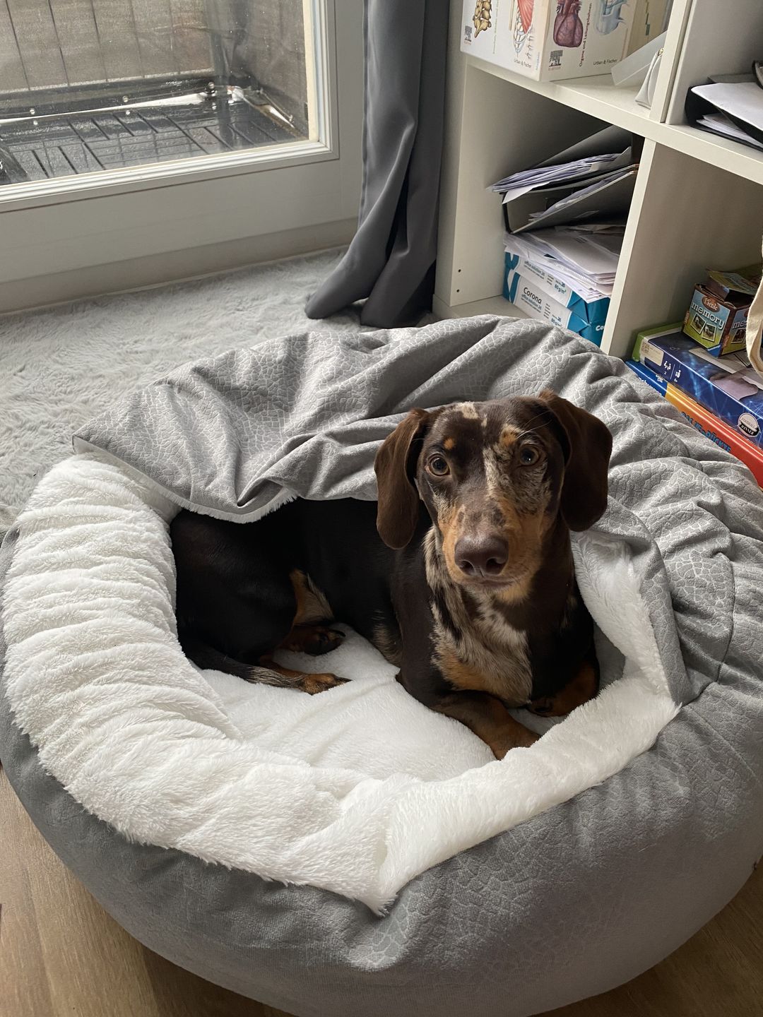 Customer photo review of *Neu*Emmalove - Kuschelhöhle für Hunde