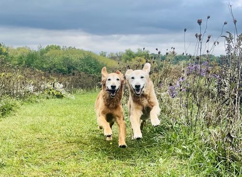 Customer photo review of Canine Cush Hip & Joint Chews