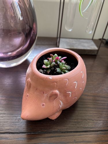 Customer photo review of Sunrise | Anacampseros telephiastrum