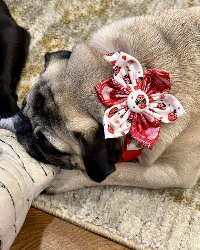 Customer photo review of Mystery holiday collar with bow tie or flower