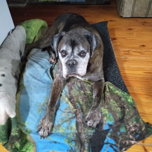 Customer photo review of Hemp Summer Bundle Exclusive: Hemp Seed Oil + Free pack of Doggie Wipes