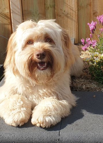 Customer photo review of Natural Dog Soap Bar. Specially formulated for soft, smooth and radiant dog skin and coat.
