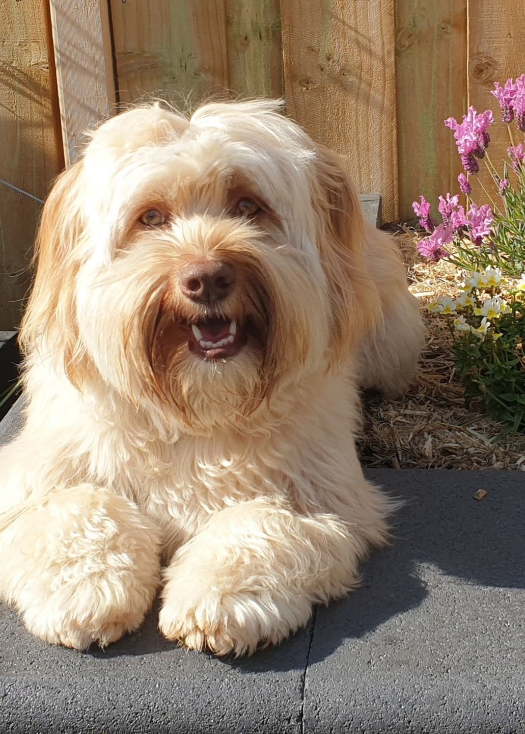 Customer photo review of Natural Dog Soap Bar. Specially formulated for soft, smooth and radiant dog skin and coat.
