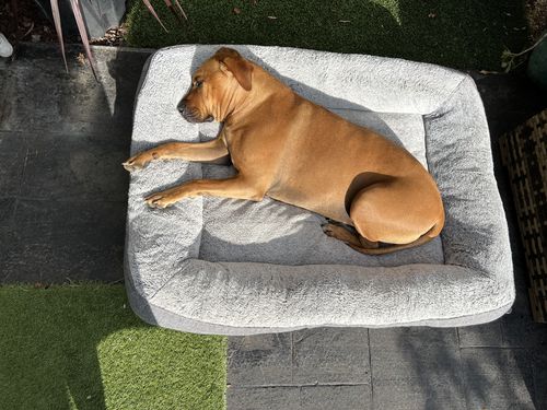 Customer photo review of Dog Brush Bundle (Featuring COAT Conditioner Spray)