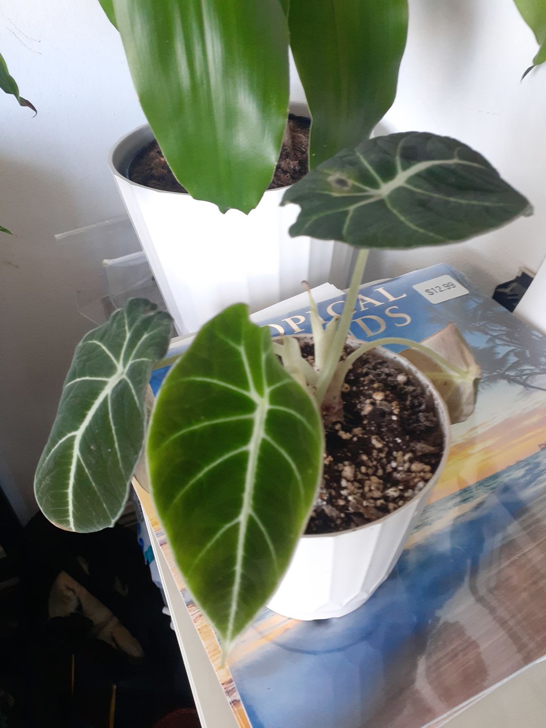 Customer photo review of 4" Alocasia regulina "Black Velvet"