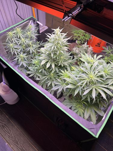 Customer photo review of Sayhon 650W LED Grow lights Commercial Grow Lights Supplement UVA&IR Spectra