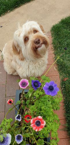 Customer photo review of Natural Spritz (Cologne for Dogs). A first-class fragrance for the most sophisticated of dogs!