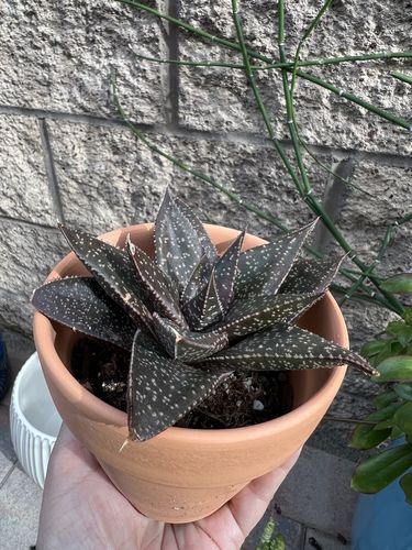 Customer photo review of Gasteria Limpopo