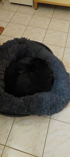 Customer photo review of Collier Anti Aboiement PuppySafe