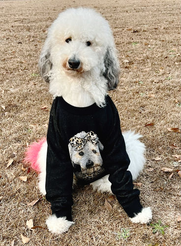Customer photo review of Full-Body Pet Custom Sweater