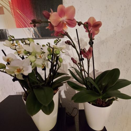 Customer photo review of Orchideen-Angebot der Woche + Übertöpfe