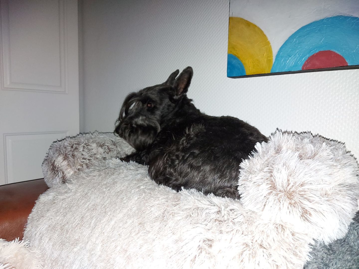 Customer photo review of *NEU* Emmalove - Flauschiges Hundebett für dein Sofa