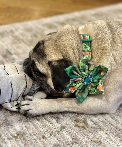 Customer photo review of Mystery holiday collar with bow tie or flower