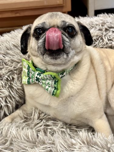 Customer photo review of Mystery holiday collar with bow tie or flower