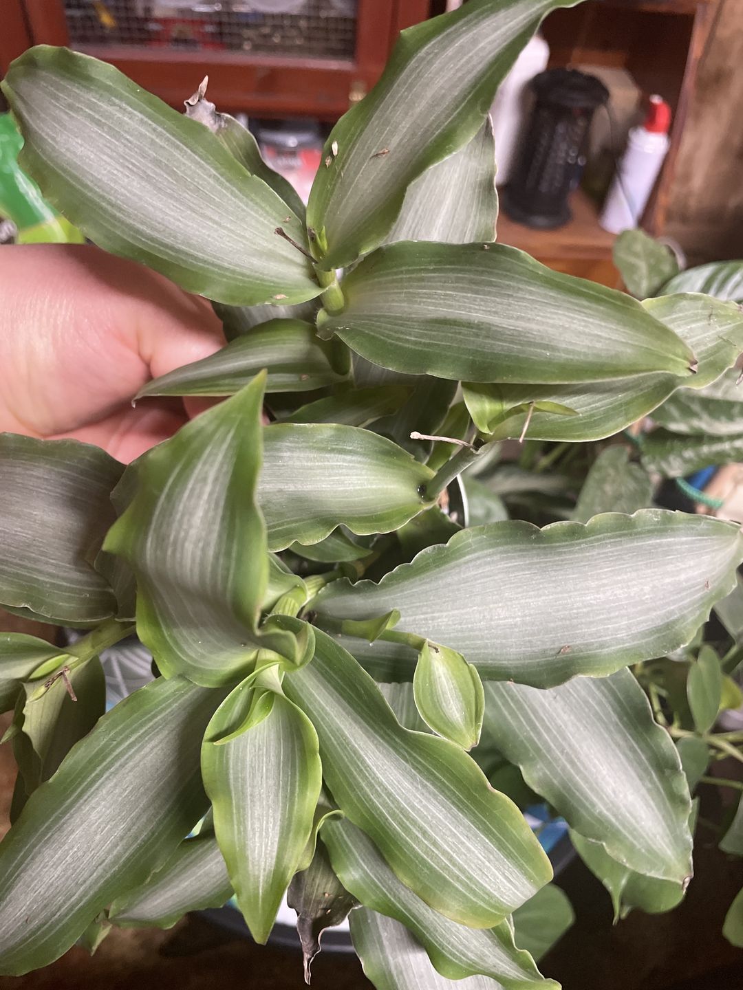 Customer photo review of 4" Tradescantia 'White Satin'