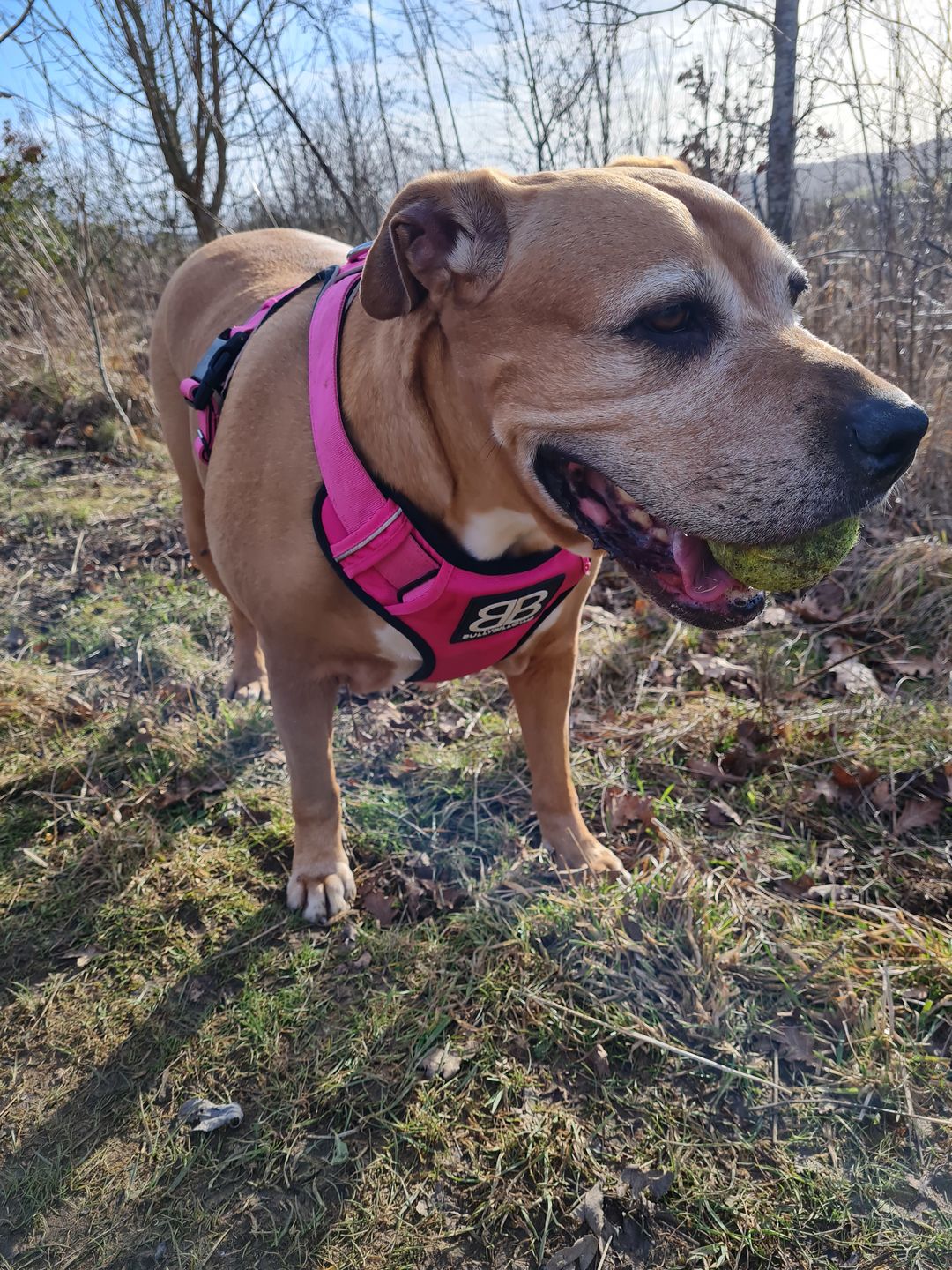 Customer photo review of Premium Comfort Harness | Non Restrictive & Adjustable - Magenta