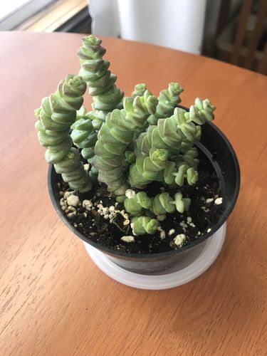 Customer photo review of Baby Necklace | Crassula Baby Necklace
