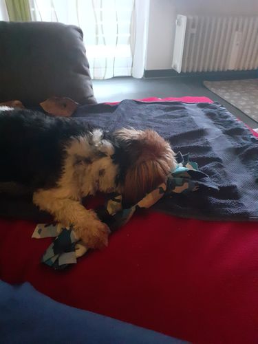 Kundenbewertung mit Foto zu BELISY Bachblüten Globuli für Hunde & Katzen - gegen Juckreiz - 10 g