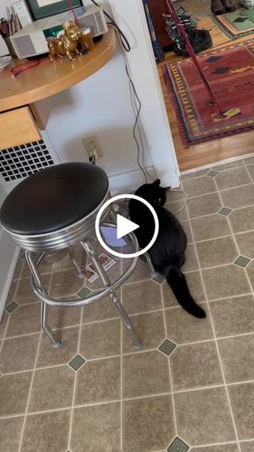 Customer video review of Cat Flower Fountain