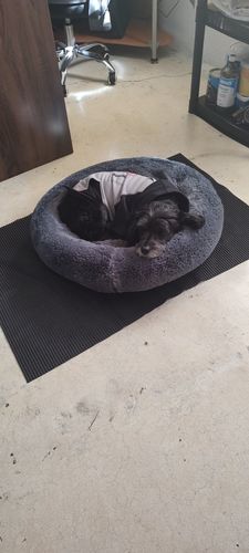 Customer photo review of Cama Antiestrés Para Perros